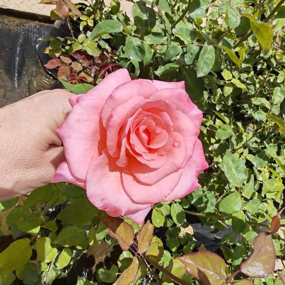 Hybrid Tea Esther Geldenhuys | Rose – Life Tree Nursery