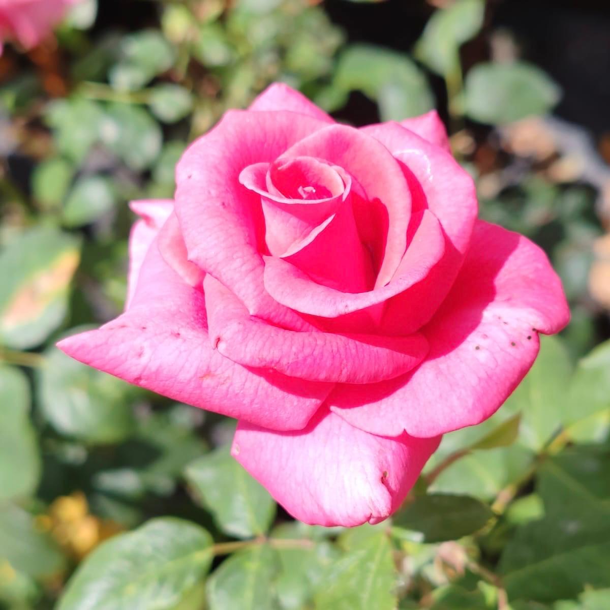 Hybrid Tea Lisa | Rose – Life Tree Nursery