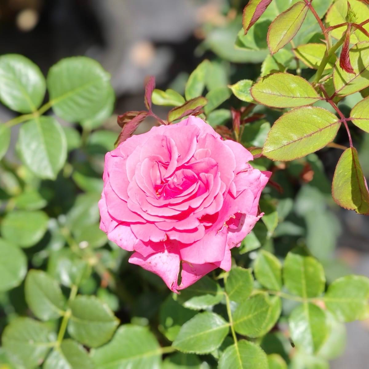 Hybrid Tea - Mardia van der Walt | Rose – Life Tree Nursery