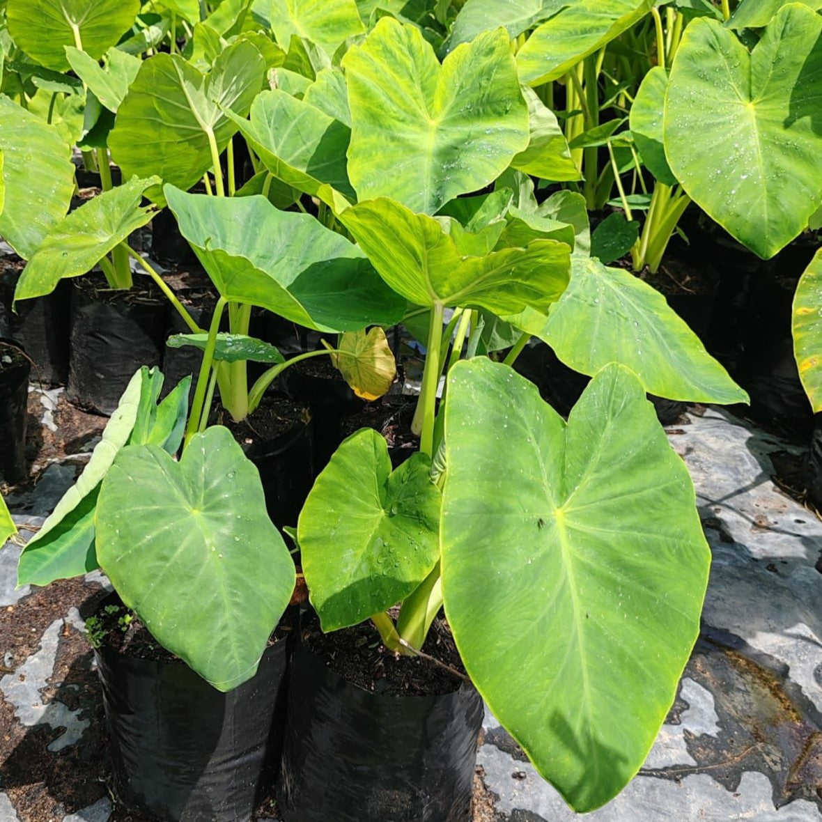elephant ear plant south africa Elephant Ears | Alocasia