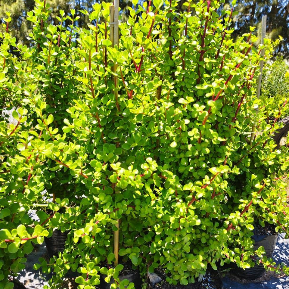portulacaria afra nana Spekboom
