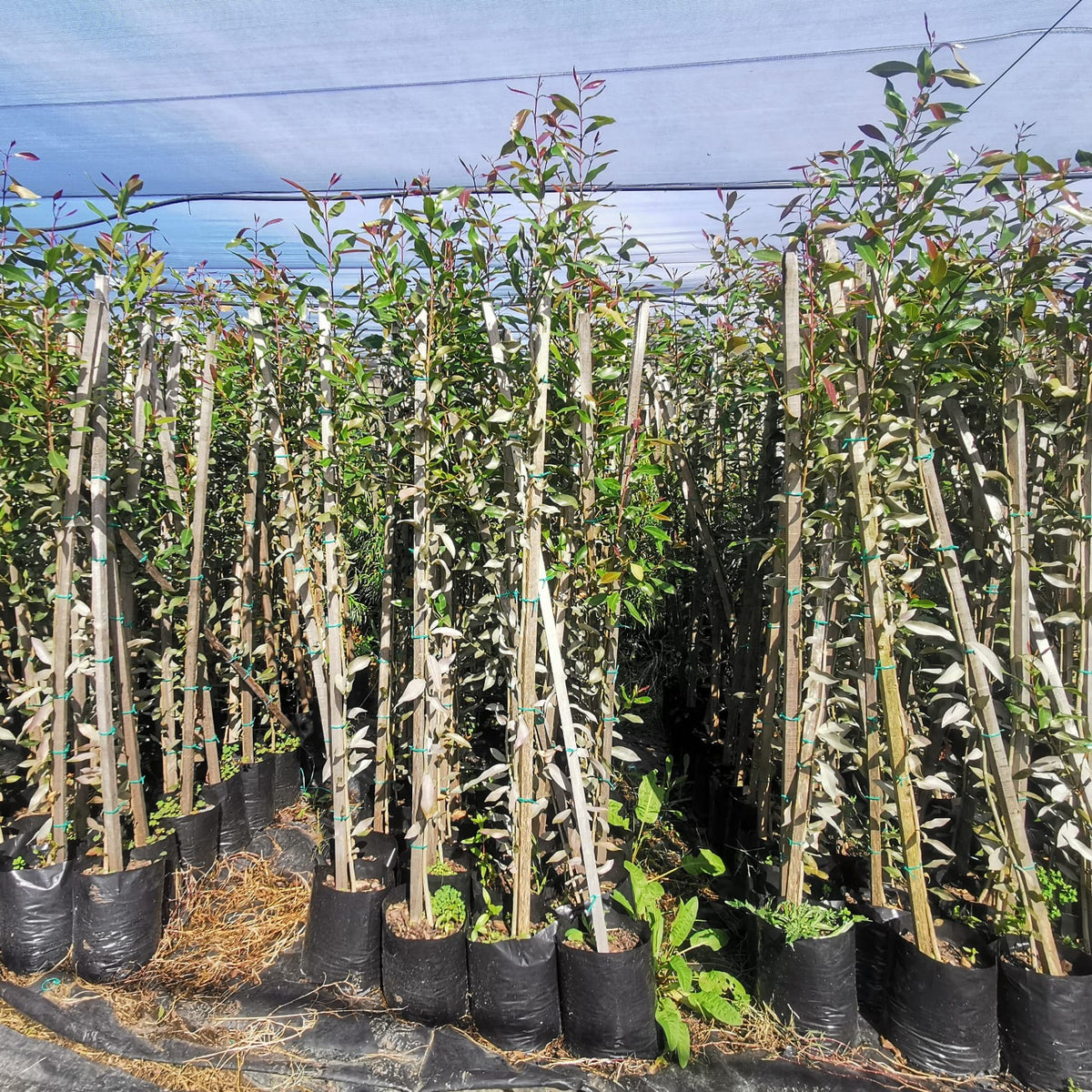 Water Pear Syzyguim guineese Waterpear Life Tree Nursery