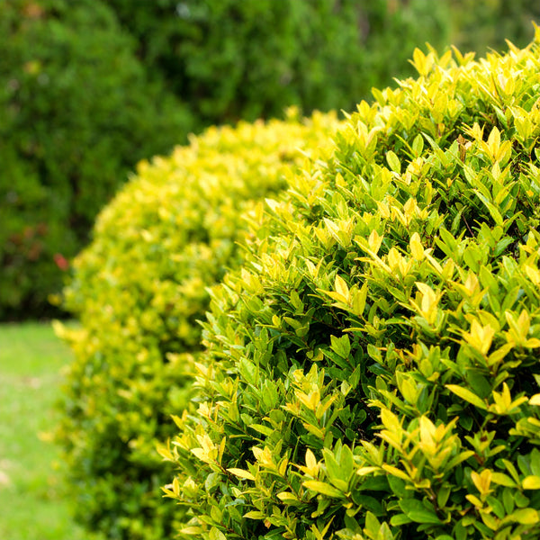 Duranta Erecta ‘Sheena’s Gold’ | Duranta Gold | Nonna’s Gold | Golden Dewdrop – Evergreen Hedge Shrub