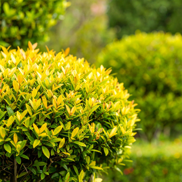 Duranta Erecta ‘Sheena’s Gold’ | Duranta Gold | Nonna’s Gold | Golden Dewdrop – Evergreen Hedge Shrub