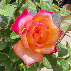 Hybrid Tea Beauty from Within - Orange | Rose