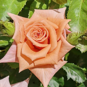Hybrid Tea Brownie | Rose