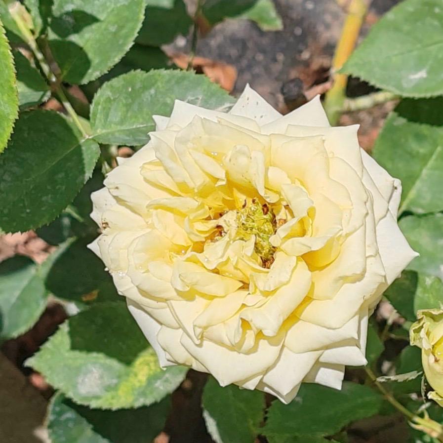 Hybrid Tea De Kat - Novel Lime Green | Rose