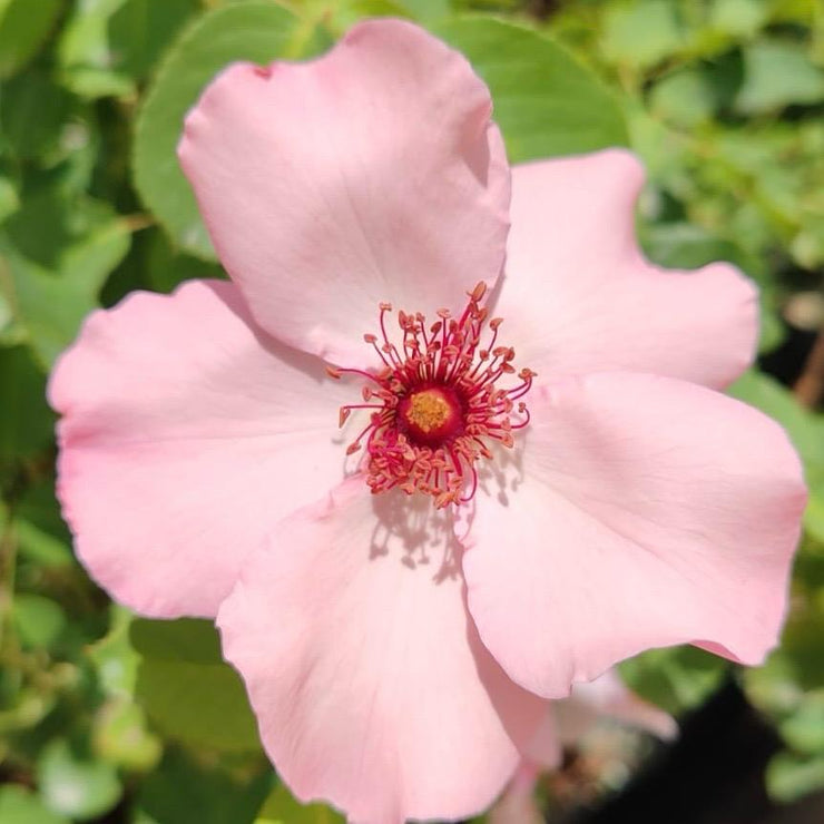 Hybrid Tea Dainty Bess - Pink | Rose – Life Tree Nursery