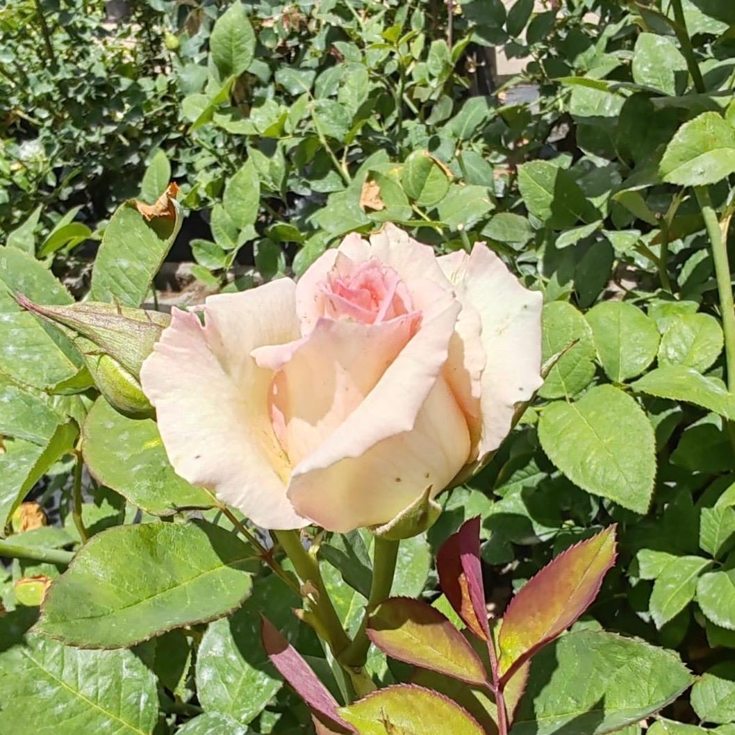 Hybrid Tea Die Bloemhoffer | Rose