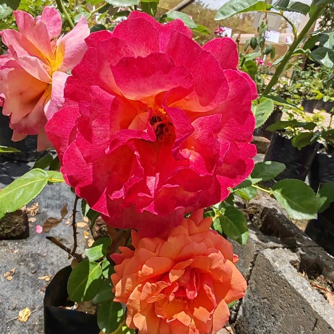 Hybrid Tea Easy Does It | Rose