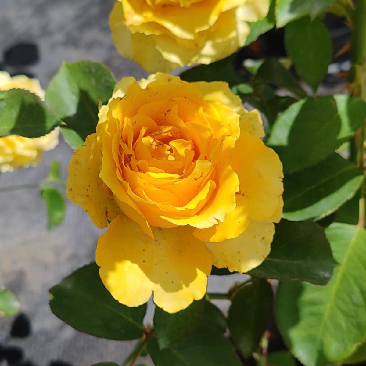 Hybrid Tea Egoli | Rose