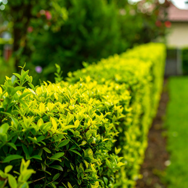 Duranta Erecta ‘Sheena’s Gold’ | Duranta Gold | Nonna’s Gold | Golden Dewdrop – Evergreen Hedge Shrub