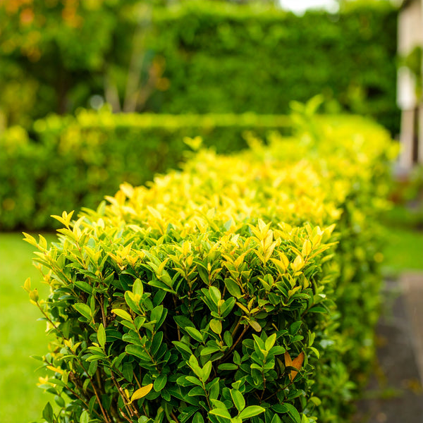 Duranta Erecta ‘Sheena’s Gold’ | Duranta Gold | Nonna’s Gold | Golden Dewdrop – Evergreen Hedge Shrub