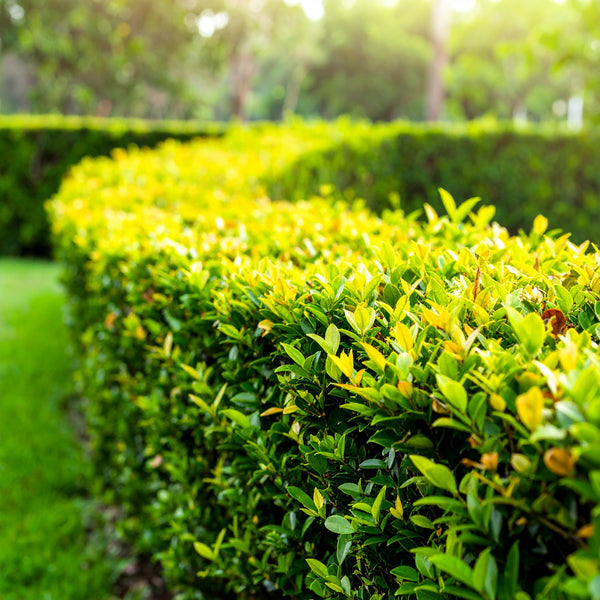 Duranta Erecta ‘Sheena’s Gold’ | Duranta Gold | Nonna’s Gold | Golden Dewdrop – Evergreen Hedge Shrub