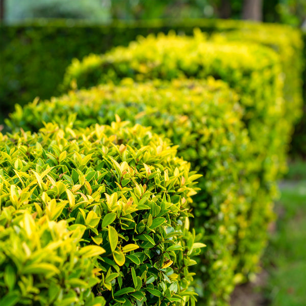 Duranta Erecta ‘Sheena’s Gold’ | Duranta Gold | Nonna’s Gold | Golden Dewdrop – Evergreen Hedge Shrub
