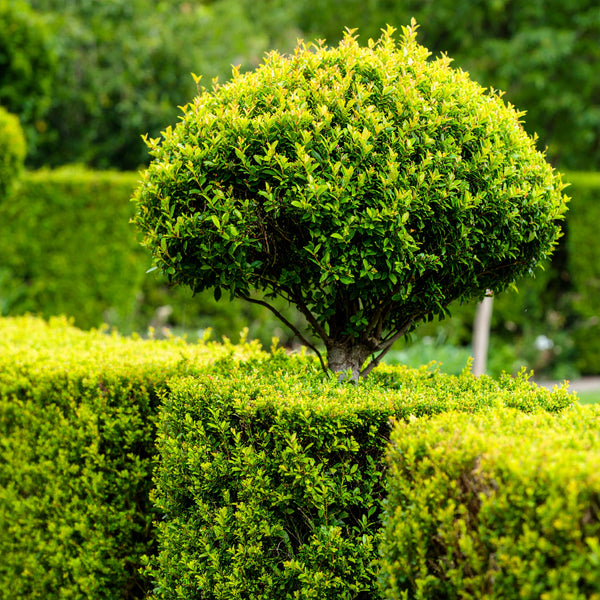 Duranta Erecta ‘Sheena’s Gold’ | Duranta Gold | Nonna’s Gold | Golden Dewdrop – Evergreen Hedge Shrub