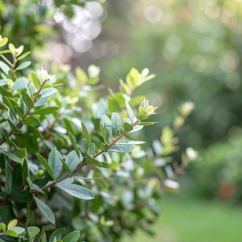 Eugenia (Australian Brush Cherry) Hedge Plants