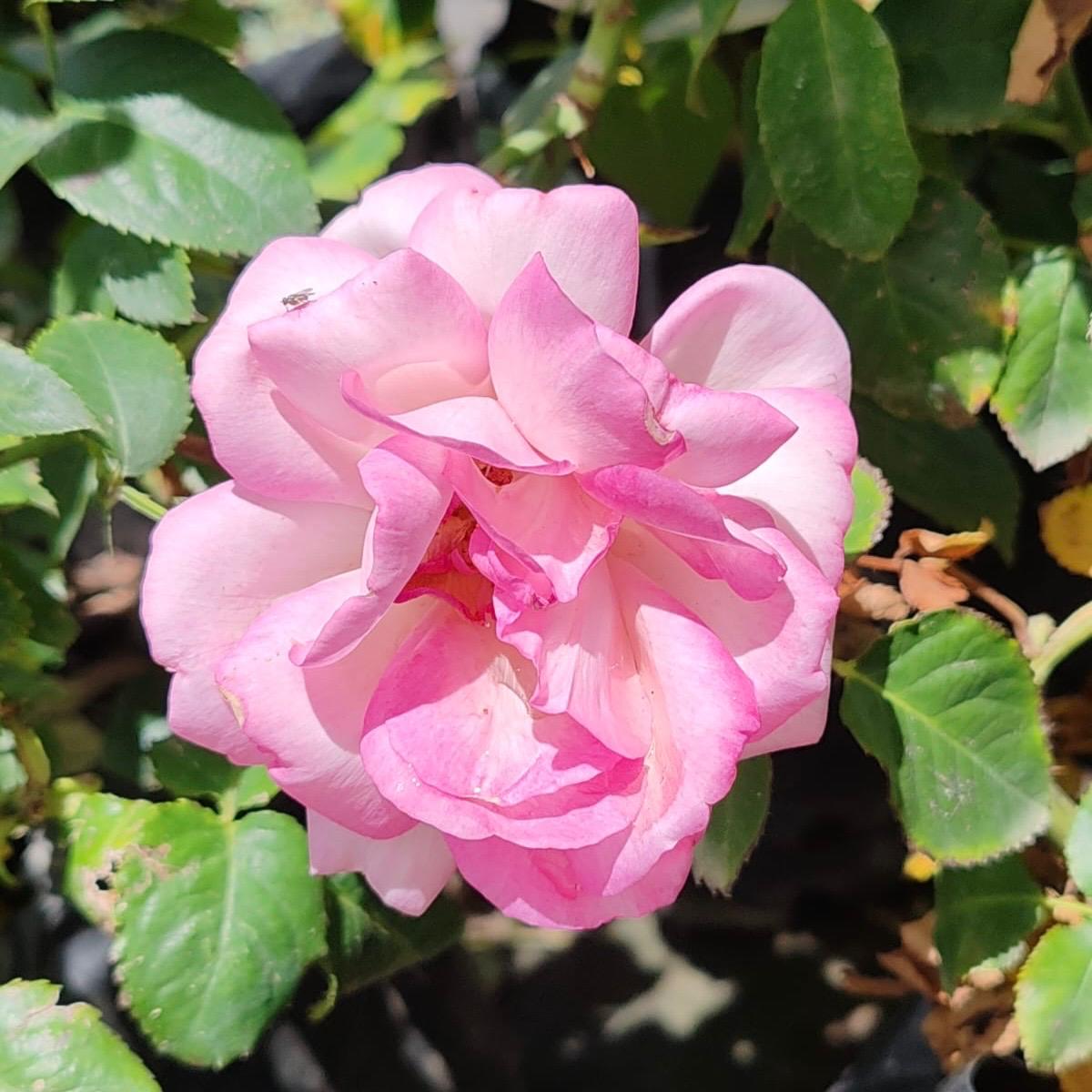 Hybrid Tea Fordyce - Pink / White | Rose