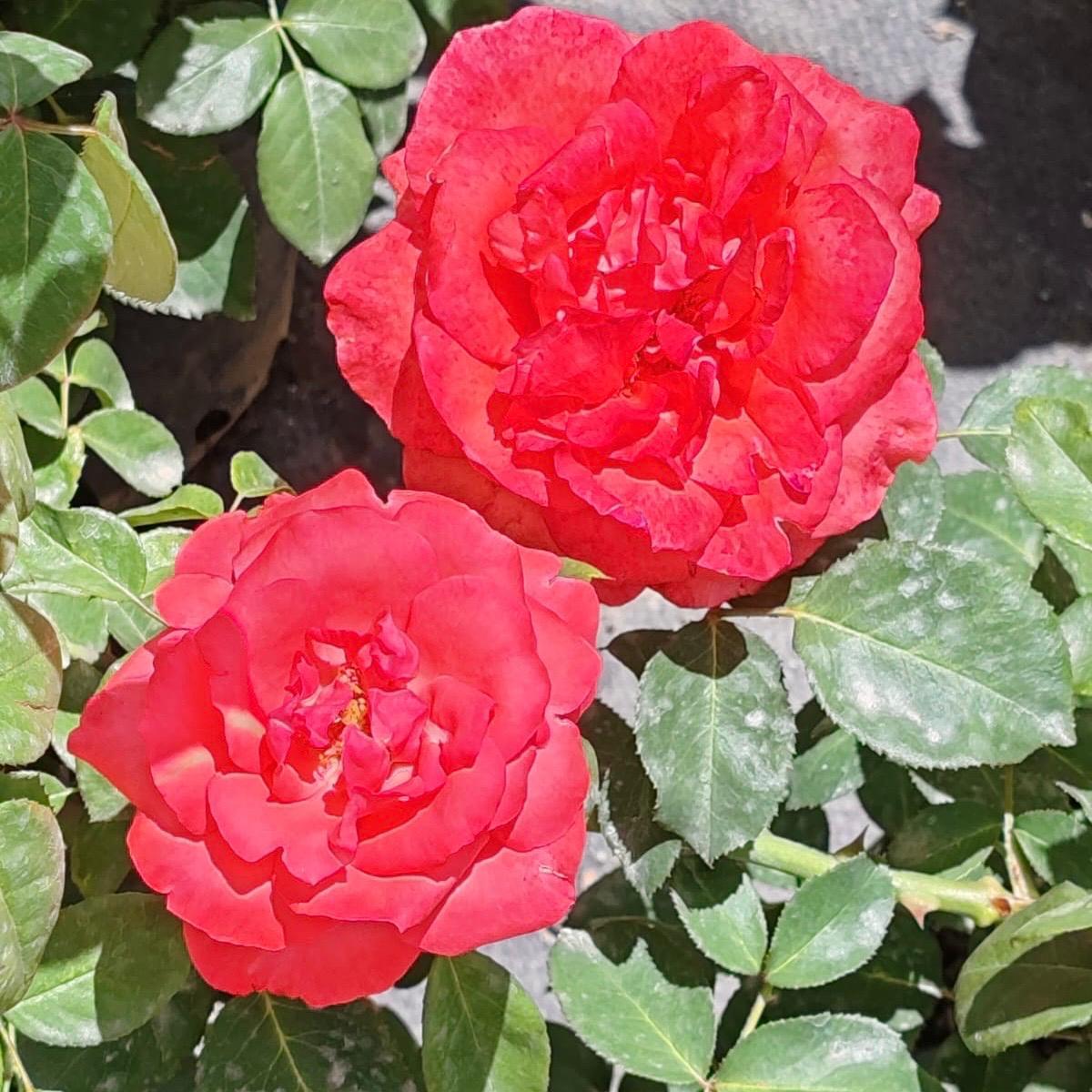 Hybrid Tea Garden Pavillion | Rose