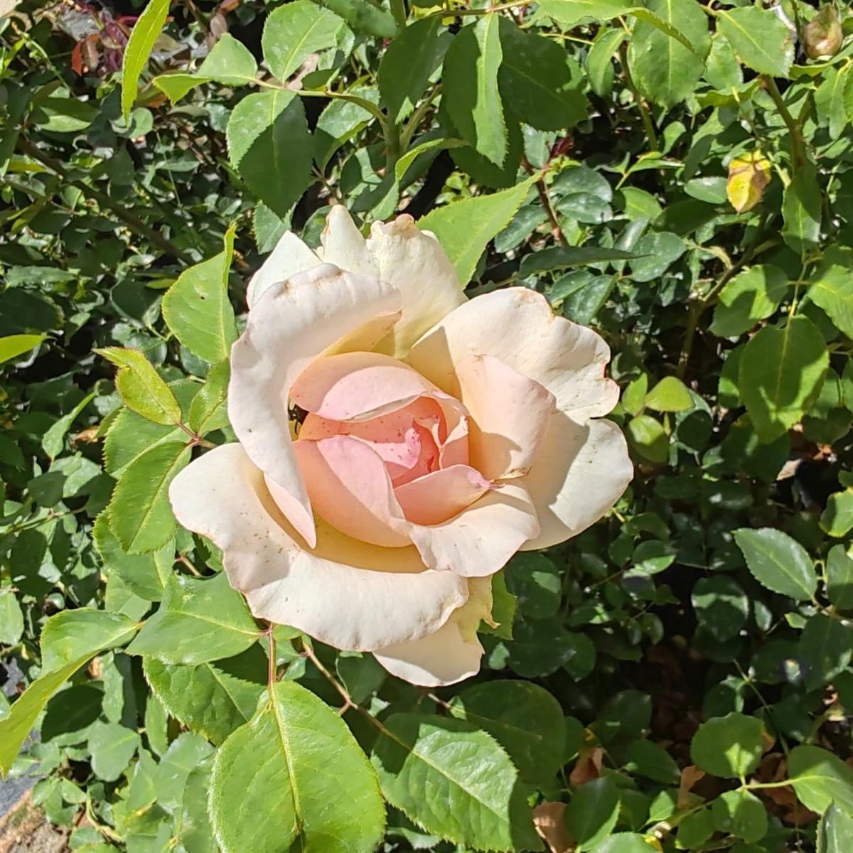 Hybrid Tea Garden Princess | Rose