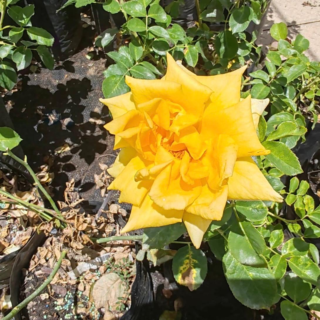 Hybrid Tea Golden Monica | Rose
