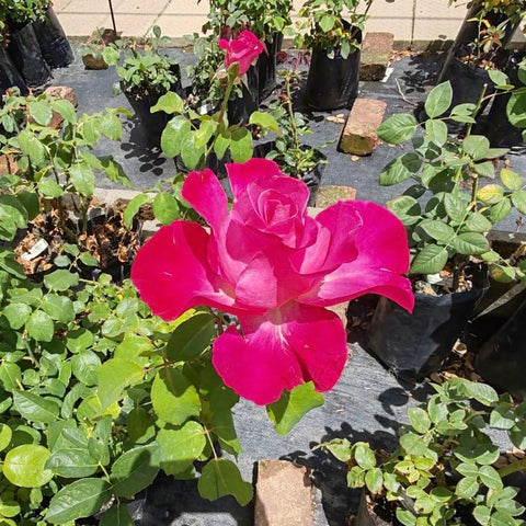 Hybrid Tea Hestrie | Rose