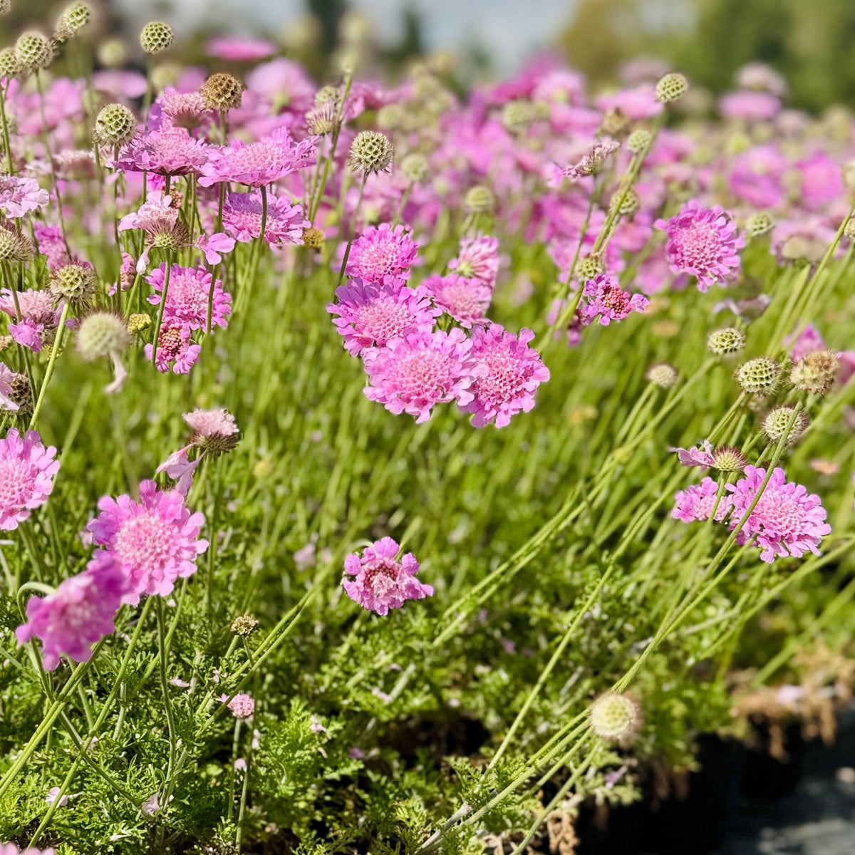 Scabiosa – Life Tree Nursery