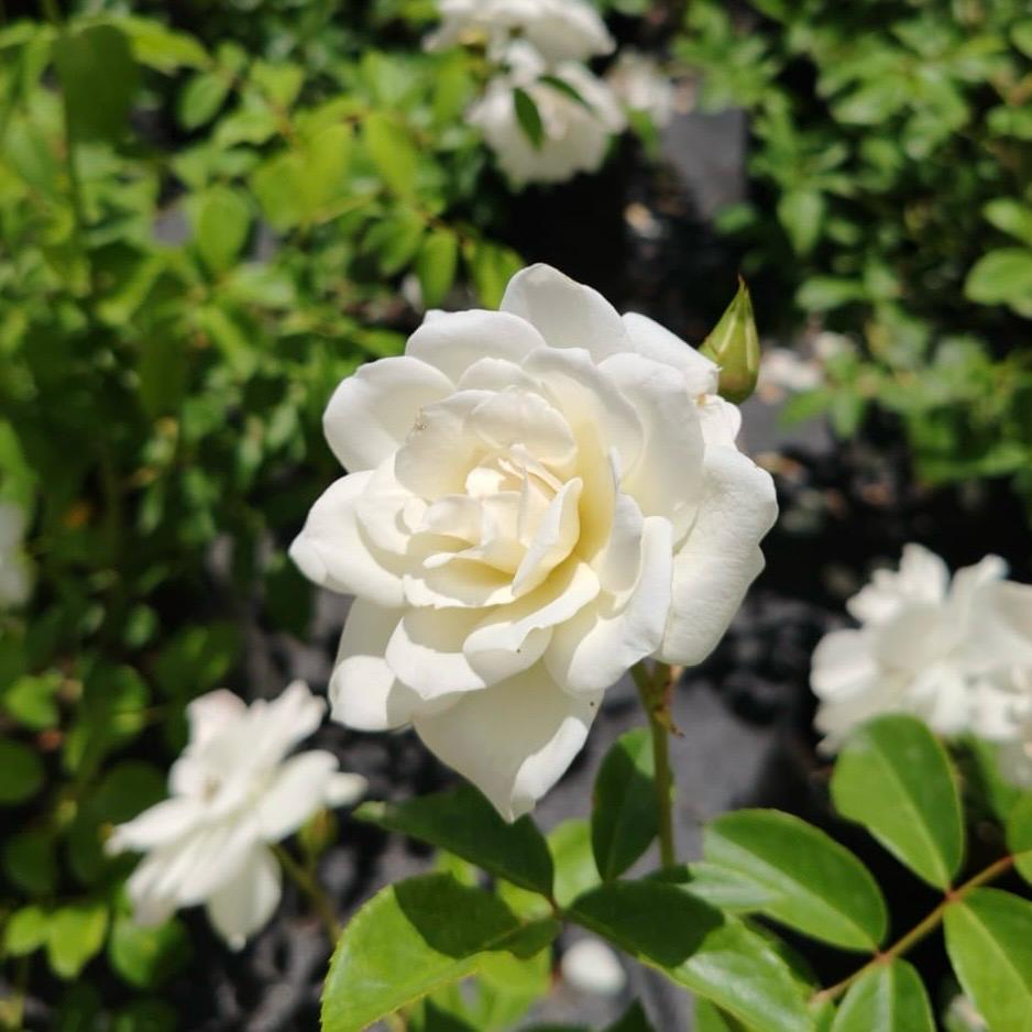 Rosa Iceberg | Rose` – Life Tree Nursery