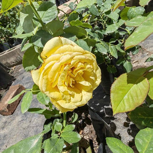 Hybrid Tea - Elina | Rose