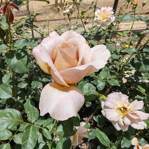 Hybrid Tea Julia's Rose | Rose