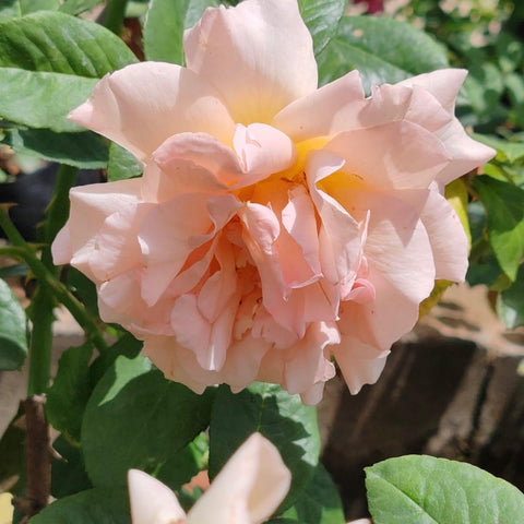 Hybrid Tea - Marjorie Chase | Rose