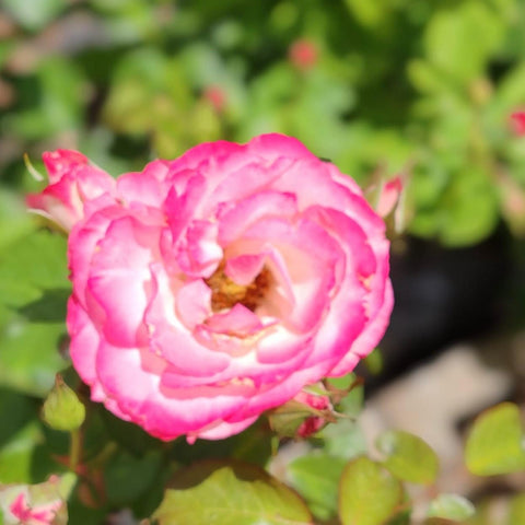 Hybrid Tea - Nicole | Rose