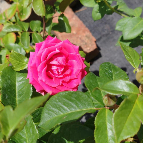 Hybrid Tea - Patricia Lewis | Rose