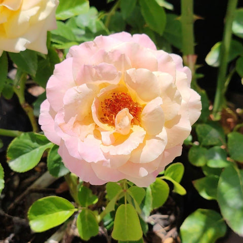 Hybrid Tea - Peach | Rose