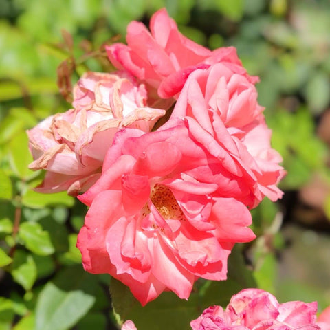 Hybrid Tea - Pernille Poulsen | Rose