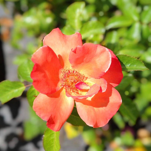 Hybrid Tea - Playboy | Rose