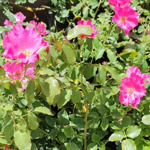 Hybrid Tea - Playgirl | Rose