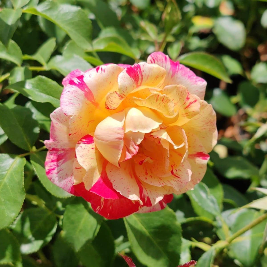 Hybrid Rainbow Roses Hybrid Tea - Rainbow Nation | Rose – Life Tree Nursery