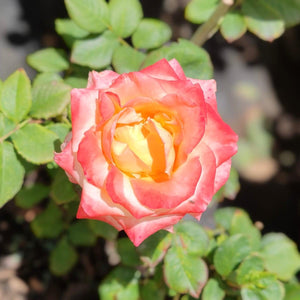 Hybrid Tea - Rigoletto | Rose