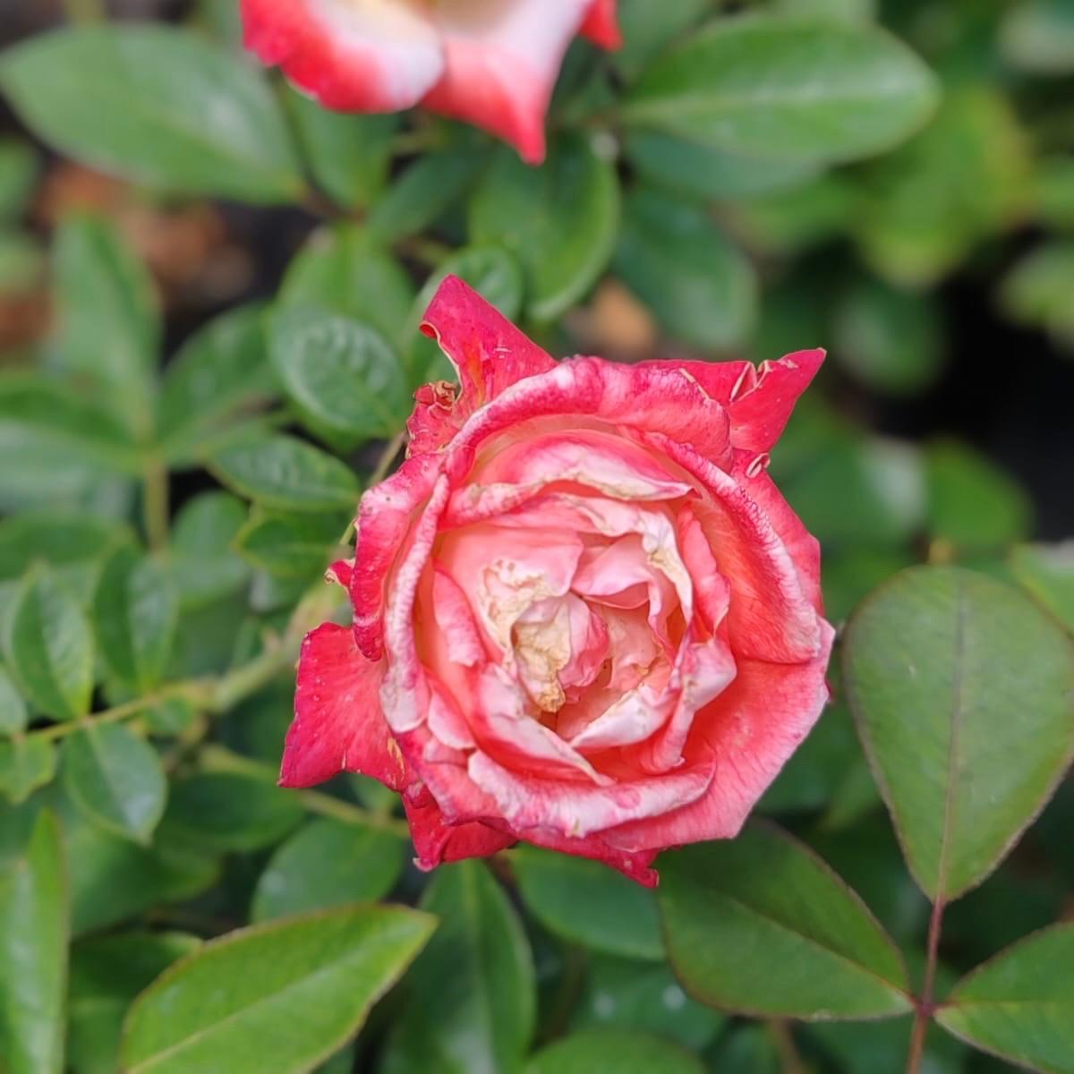 Hybrid Tea - St. John's College | Rose