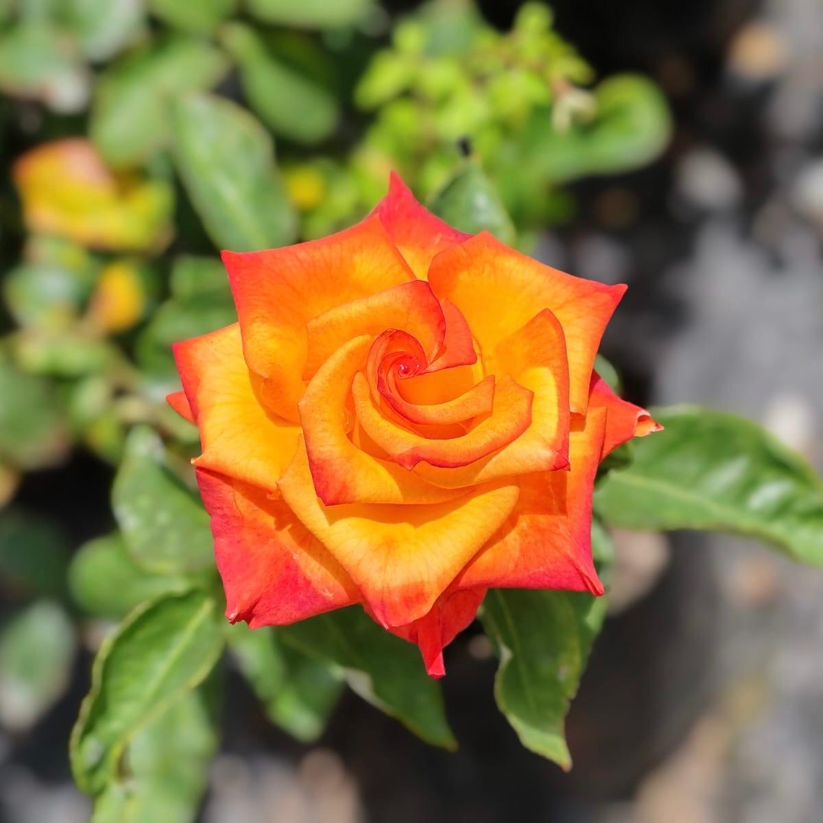 Hybrid Tea - Sun City | Rose