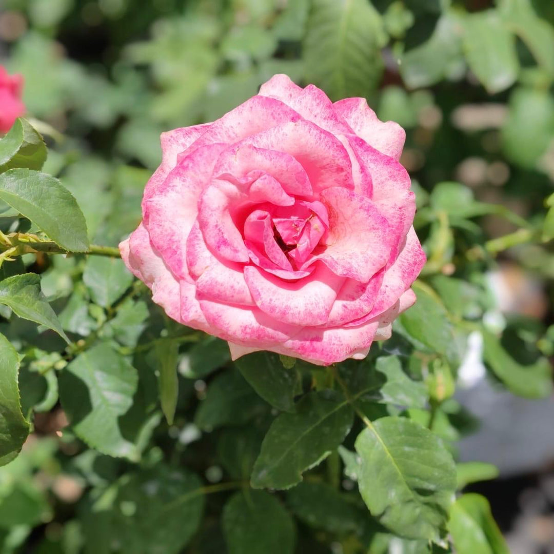 Hybrid Tea - Table Mountain | Rose – Life Tree Nursery