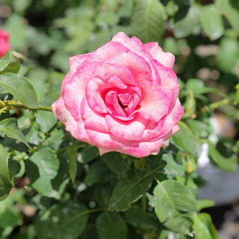 Hybrid Tea - Table Mountain | Rose
