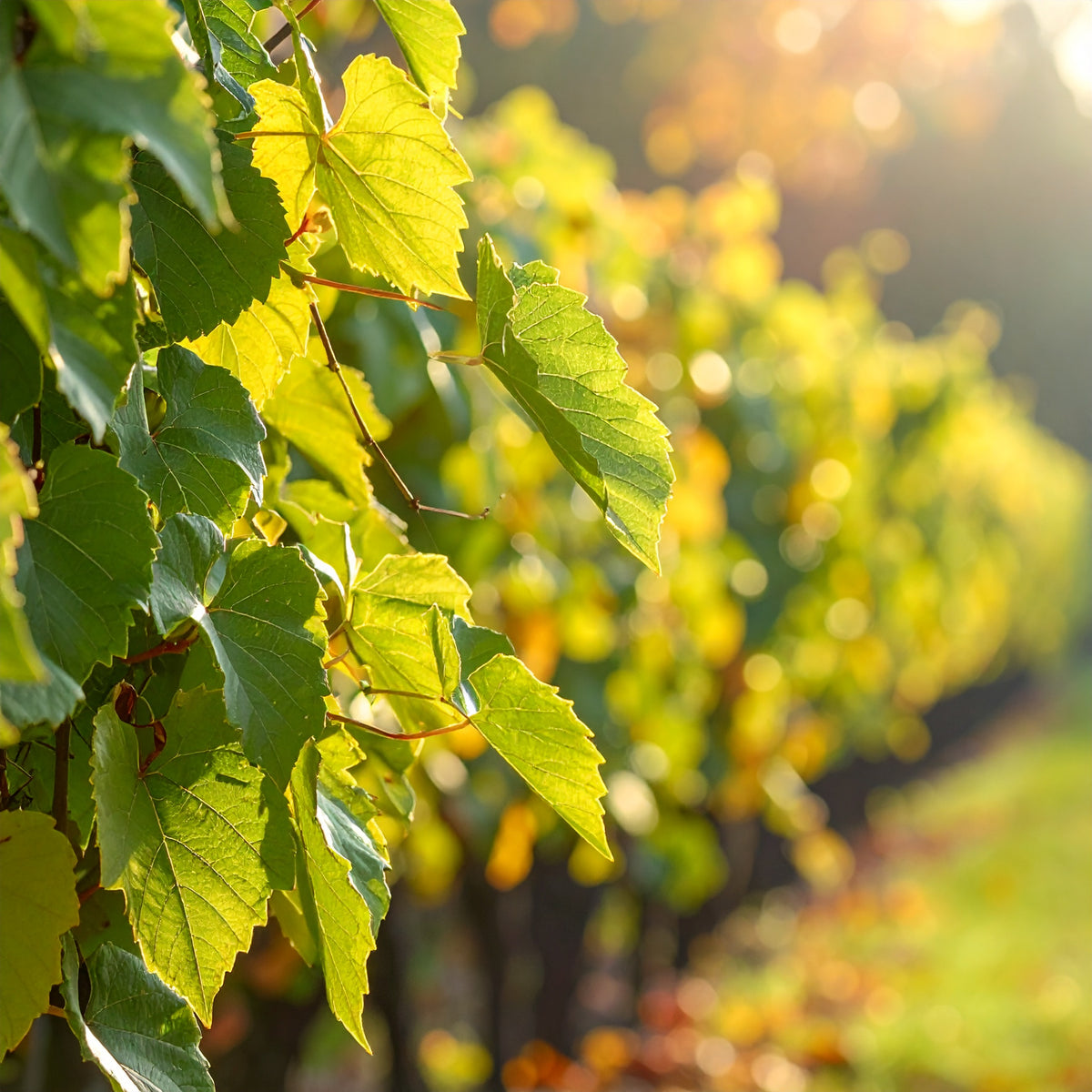 Vitis Vinifera | Ornamental Grape Vine – Life Tree Nursery