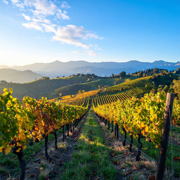 Vitis Vinifera | Ornamental Grape Vine