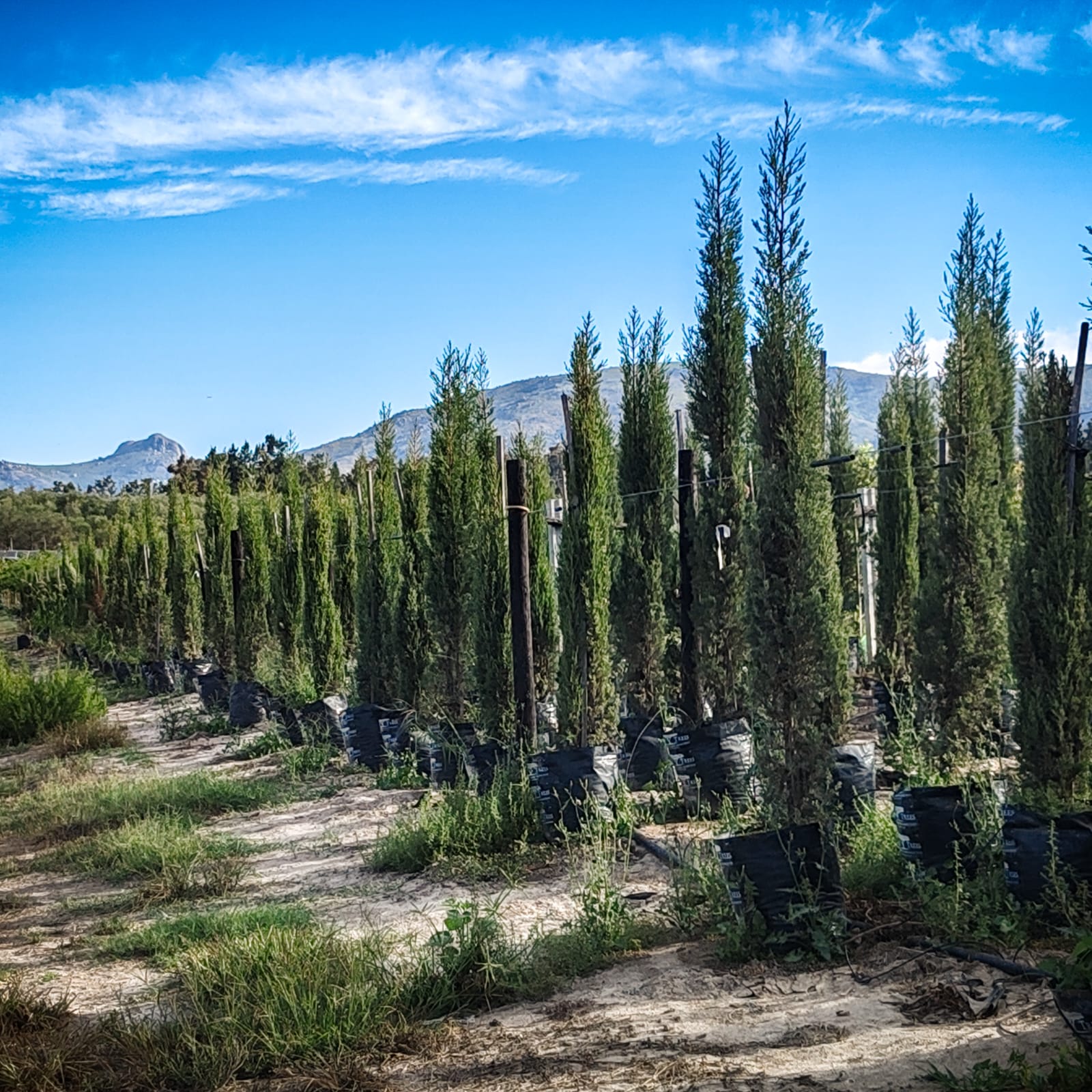 Cupressus Sempervirens 'Stricta' | Italian Cypress Tree