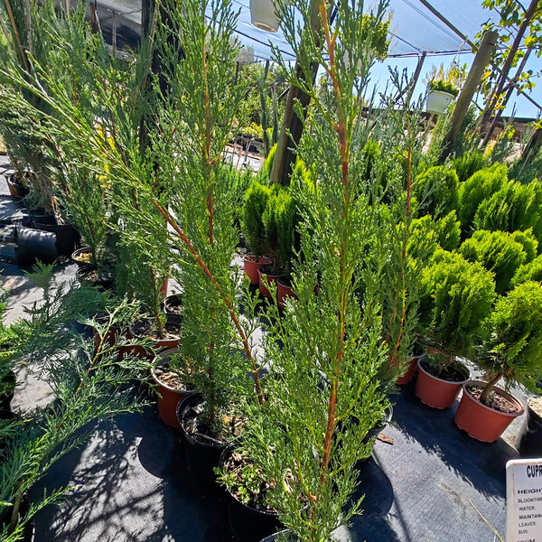 Cupressus Sempervirens 'Stricta' | Pencil Pine