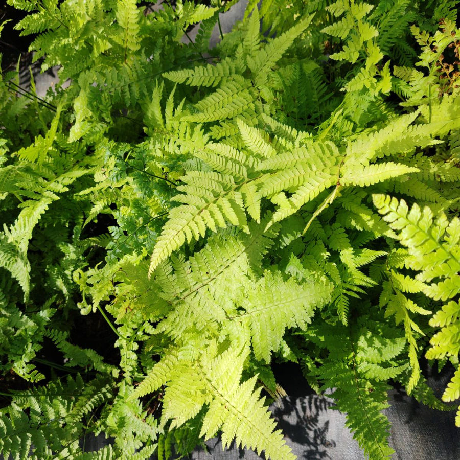 Microlepia Speluncea | Cave Fern – Life Tree Nursery