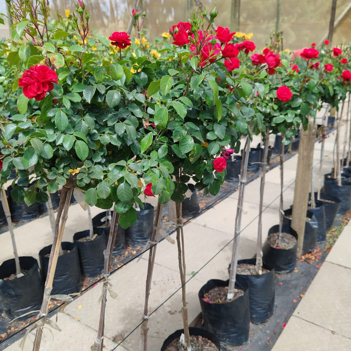 Floribunda Roses | Various Colors | Standard Roses | Lollipop roses ...