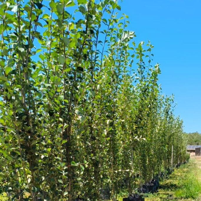 Chinese Poplar Tree's | Populus Simonii – Life Tree Nursery